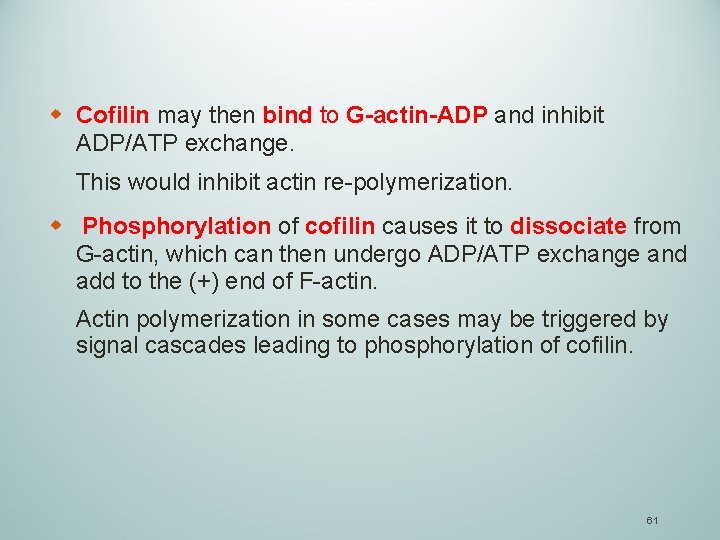 w Cofilin may then bind to G-actin-ADP and inhibit ADP/ATP exchange. This would inhibit