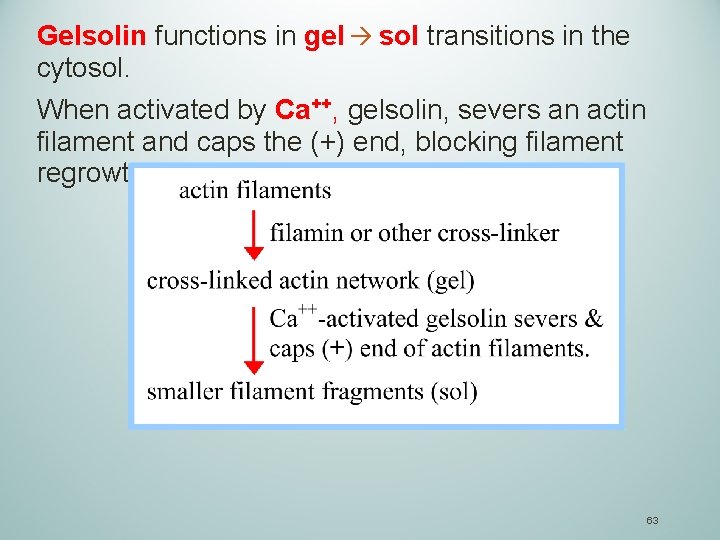 Gelsolin functions in gel sol transitions in the cytosol. When activated by Ca++, gelsolin,