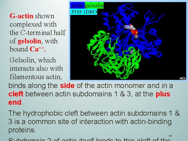 G-actin shown complexed with the C-terminal half of gelsolin, with bound Ca++. Gelsolin, which