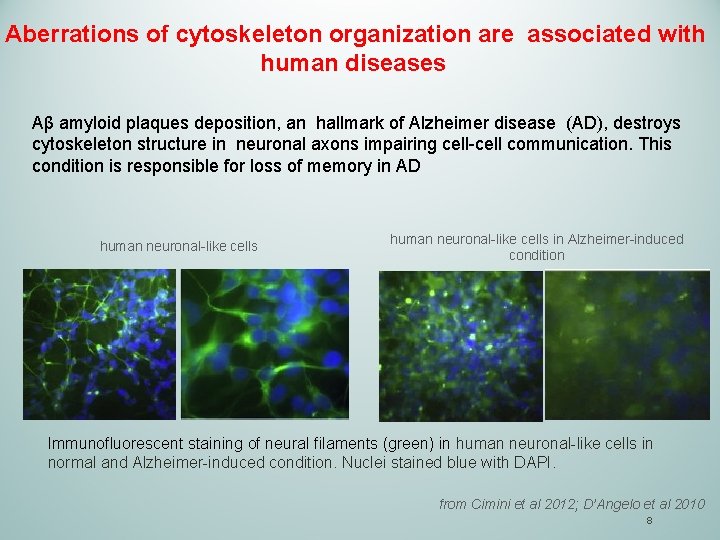 Aberrations of cytoskeleton organization are associated with human diseases Aβ amyloid plaques deposition, an