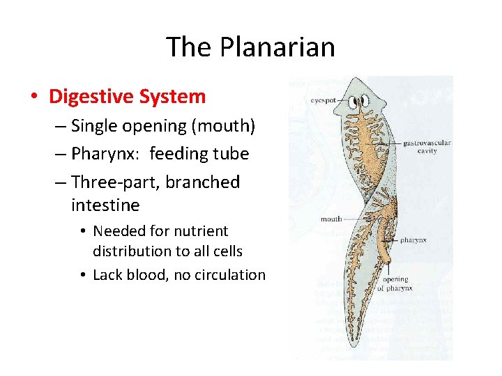 The Planarian • Digestive System – Single opening (mouth) – Pharynx: feeding tube –