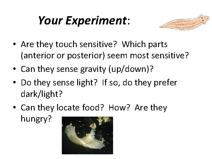 Your Experiment: • Are they touch sensitive? Which parts (anterior or posterior) seem most