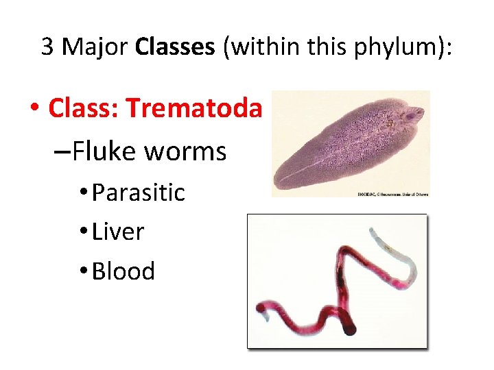 3 Major Classes (within this phylum): • Class: Trematoda –Fluke worms • Parasitic •