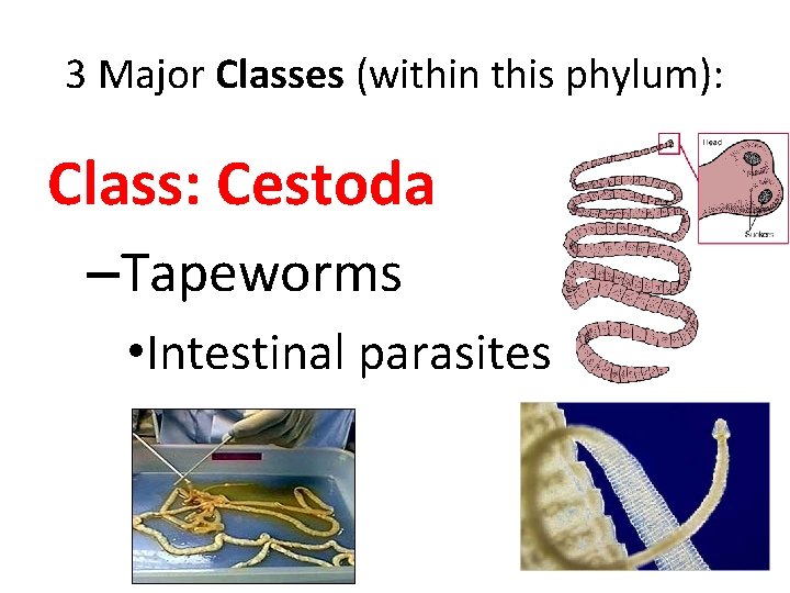 3 Major Classes (within this phylum): Class: Cestoda –Tapeworms • Intestinal parasites 