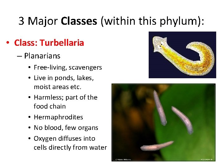 3 Major Classes (within this phylum): • Class: Turbellaria – Planarians • Free-living, scavengers