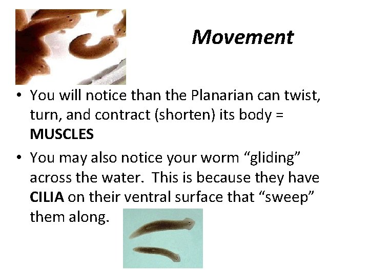 Movement • You will notice than the Planarian can twist, turn, and contract (shorten)