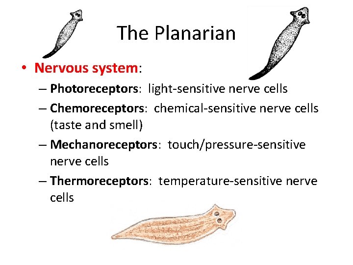 The Planarian • Nervous system: – Photoreceptors: light-sensitive nerve cells – Chemoreceptors: chemical-sensitive nerve