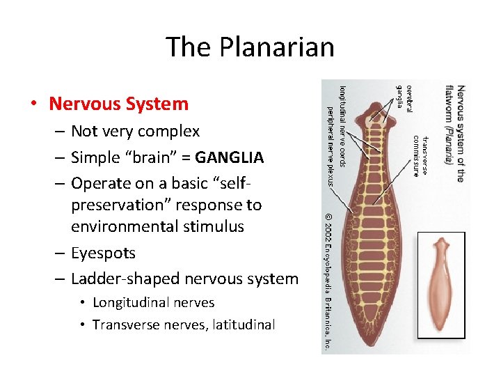 The Planarian • Nervous System – Not very complex – Simple “brain” = GANGLIA