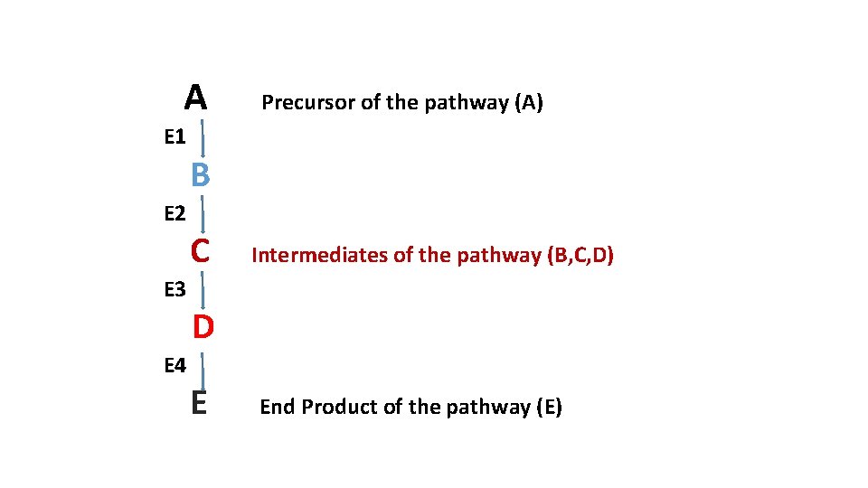 A Precursor of the pathway (A) E 1 B E 2 C Intermediates of