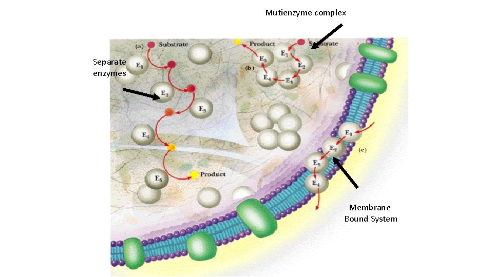 Mutienzyme complex Separate enzymes Membrane Bound System 