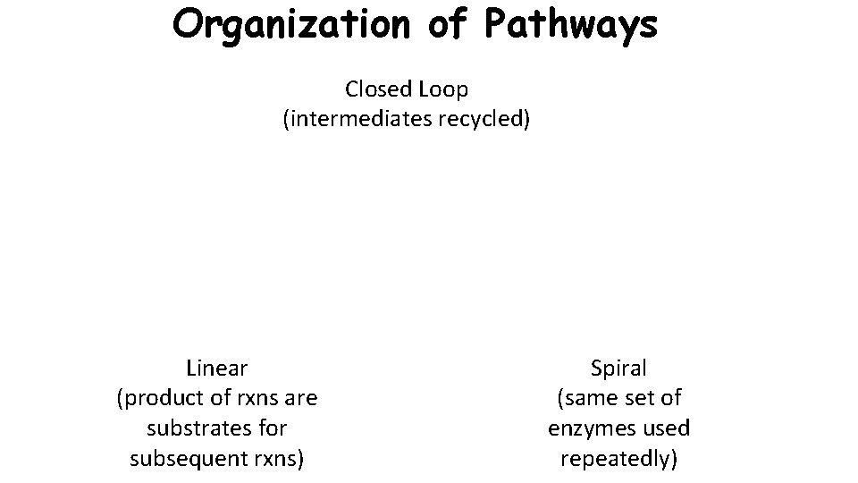 Organization of Pathways Closed Loop (intermediates recycled) Linear (product of rxns are substrates for