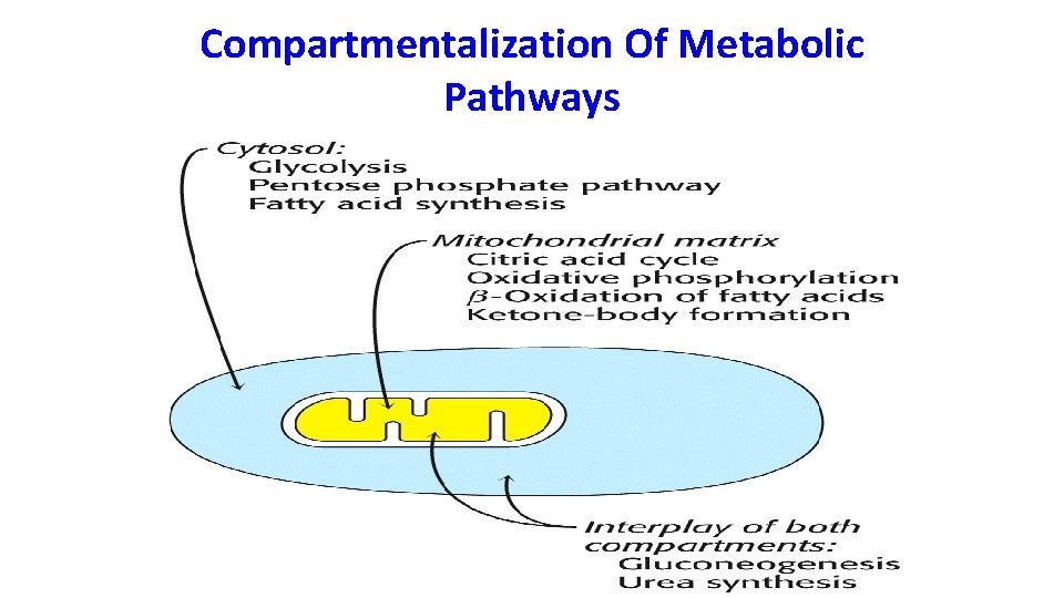 Compartmentalization Of Metabolic Pathways 