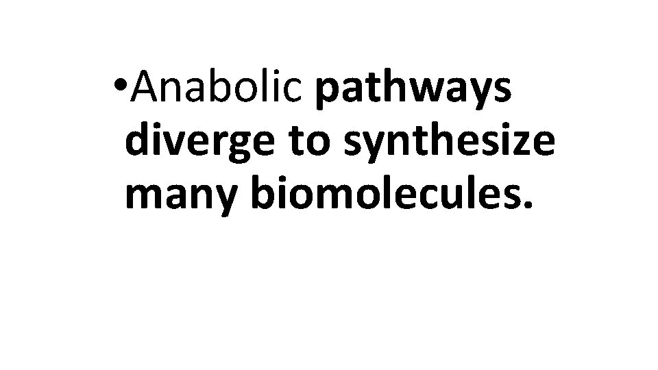  • Anabolic pathways diverge to synthesize many biomolecules. 