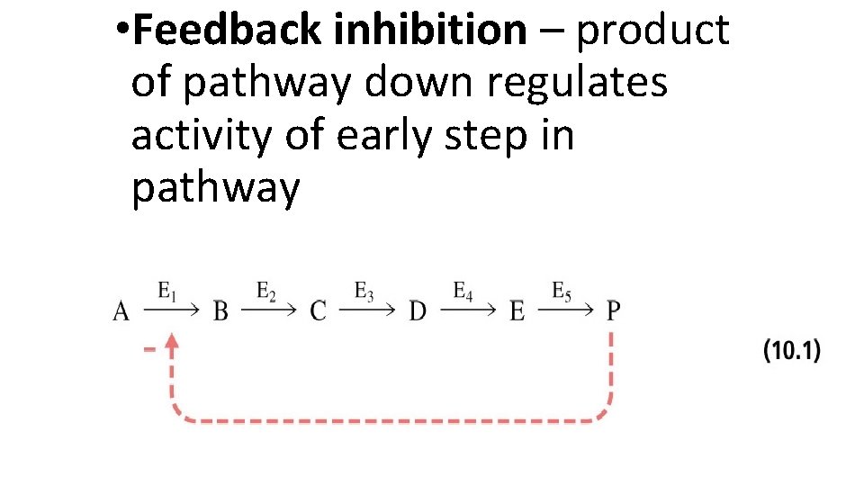  • Feedback inhibition – product of pathway down regulates activity of early step