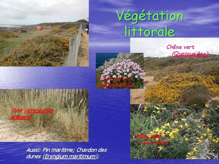 Végétation littorale Chêne vert (Quercus ilex) Armérie maritime (Armeria maritima) Oyat (Ammophila arenaria Ajonc Végétation littorale Chêne vert (Quercus ilex) Armérie maritime (Armeria maritima) Oyat (Ammophila arenaria Ajonc