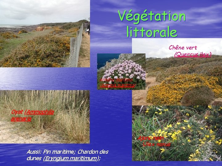 Végétation littorale Chêne vert (Quercus ilex) Armérie maritime (Armeria maritima) Oyat (Ammophila arenaria Ajonc