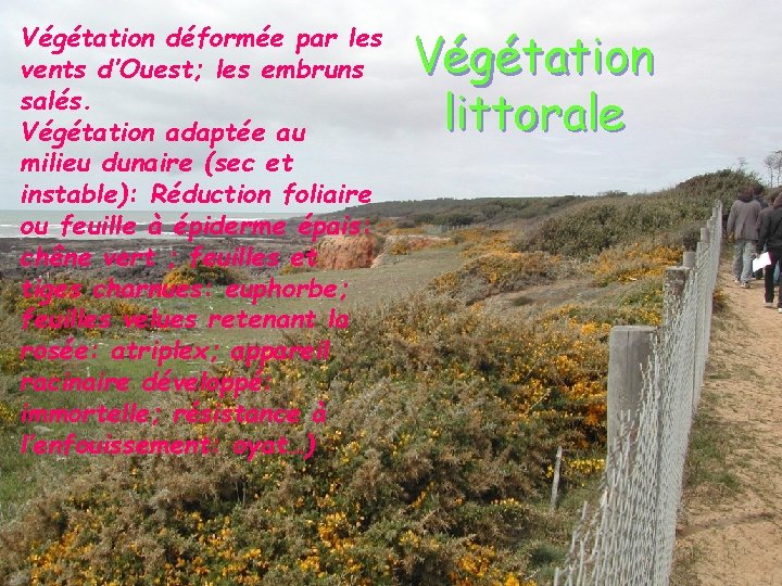 Végétation déformée par les vents d’Ouest; les embruns salés. Végétation adaptée au milieu dunaire Végétation déformée par les vents d’Ouest; les embruns salés. Végétation adaptée au milieu dunaire
