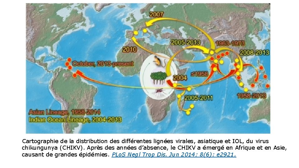 Cartographie de la distribution des différentes lignées virales, asiatique et IOL, du virus chikungunya