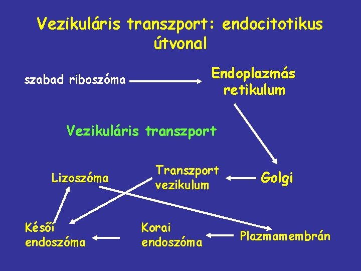 Vezikuláris transzport: endocitotikus útvonal Endoplazmás retikulum szabad riboszóma Vezikuláris transzport Lizoszóma Késői endoszóma Transzport