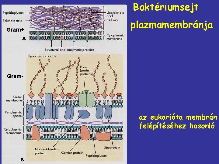 Baktériumsejt Gram+ plazmamembránja Gram- az eukarióta membrán felépítéséhez hasonló 