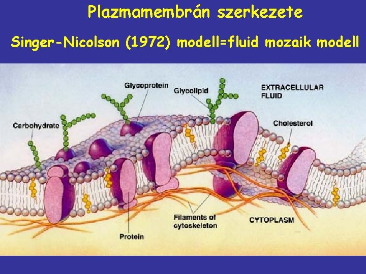 Plazmamembrán szerkezete Singer-Nicolson (1972) modell=fluid mozaik modell 