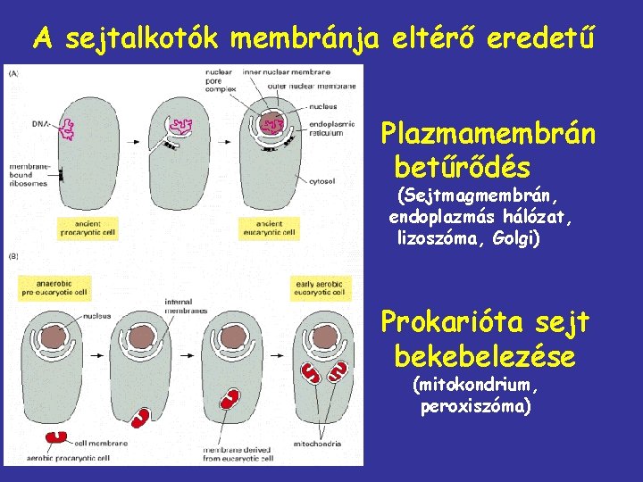 A sejtalkotók membránja eltérő eredetű Plazmamembrán betűrődés (Sejtmagmembrán, endoplazmás hálózat, lizoszóma, Golgi) Prokarióta sejt