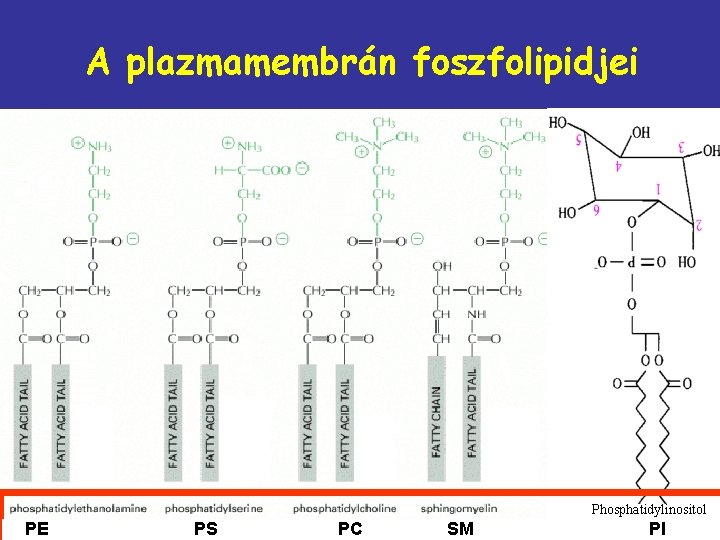 A plazmamembrán foszfolipidjei Phosphatidylinositol PE PS PC SM PI 