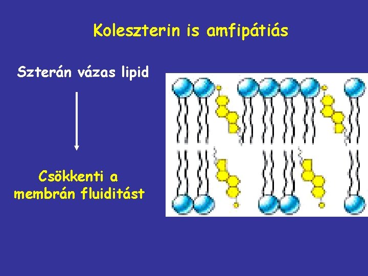 Koleszterin is amfipátiás Szterán vázas lipid Csökkenti a membrán fluiditást 