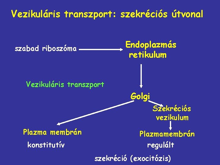 Vezikuláris transzport: szekréciós útvonal Endoplazmás retikulum szabad riboszóma Vezikuláris transzport Golgi Szekréciós vezikulum Plazma