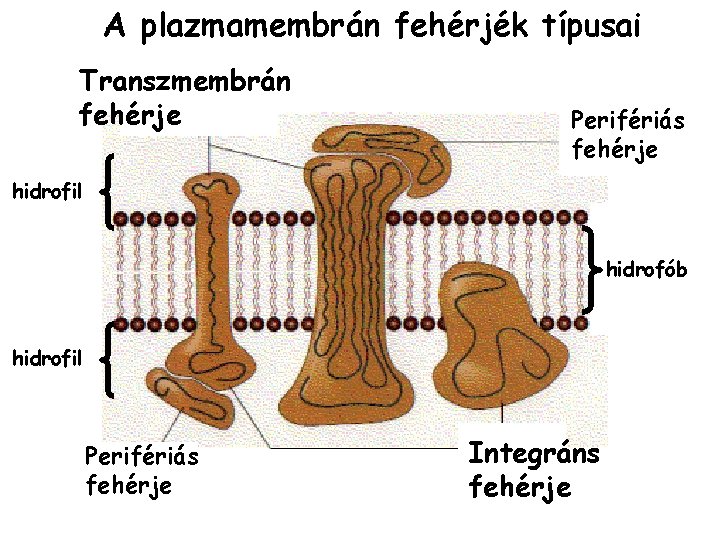 A plazmamembrán fehérjék típusai Transzmembrán fehérje Perifériás fehérje hidrofil hidrofób hidrofil Perifériás fehérje Integráns