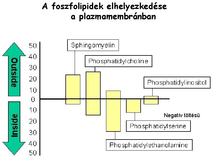 A foszfolipidek elhelyezkedése a plazmamembránban Negatív töltésű 
