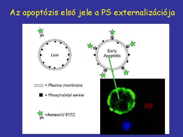 Az apoptózis első jele a PS externalizációja 