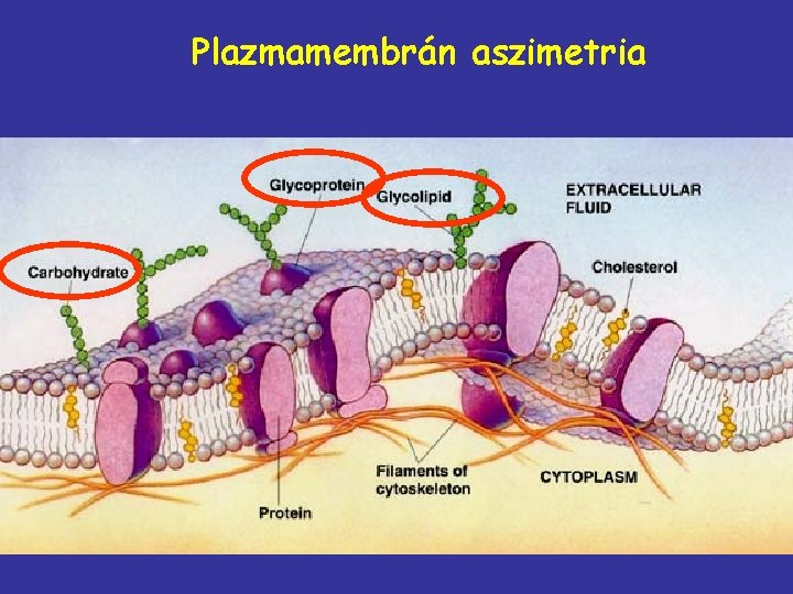 Plazmamembrán aszimetria 