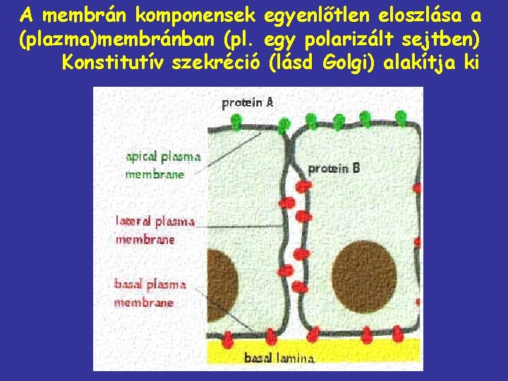 A membrán komponensek egyenlőtlen eloszlása a (plazma)membránban (pl. egy polarizált sejtben) Konstitutív szekréció (lásd