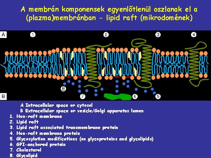 A membrán komponensek egyenlőtlenül oszlanak el a (plazma)membránban - lipid raft (mikrodomének) 1. 2.