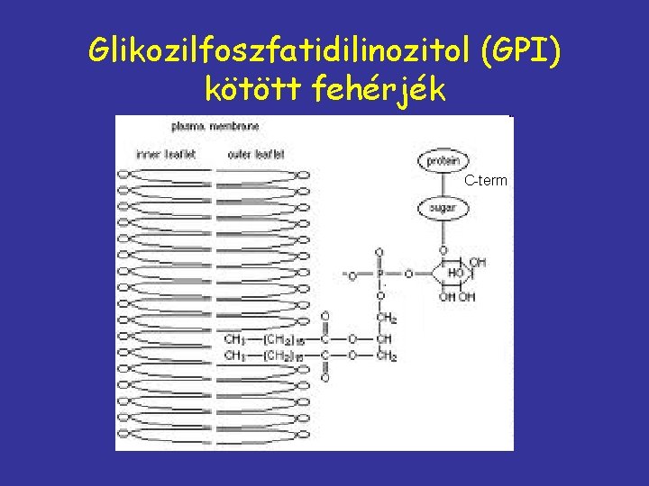 Glikozilfoszfatidilinozitol (GPI) kötött fehérjék C-term 