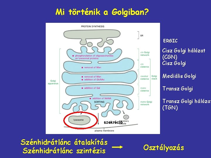 Mi történik a Golgiban? ERGIC Cisz Golgi hálózat (CGN) Cisz Golgi Mediális Golgi Transz