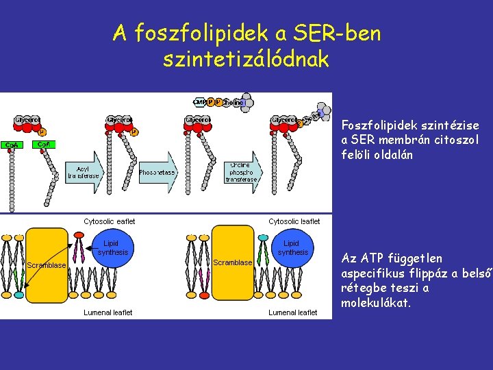 A foszfolipidek a SER-ben szintetizálódnak Foszfolipidek szintézise a SER membrán citoszol felöli oldalán Az