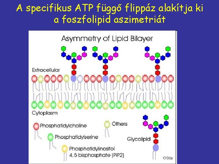 A specifikus ATP függő flippáz alakítja ki a foszfolipid aszimetriát 