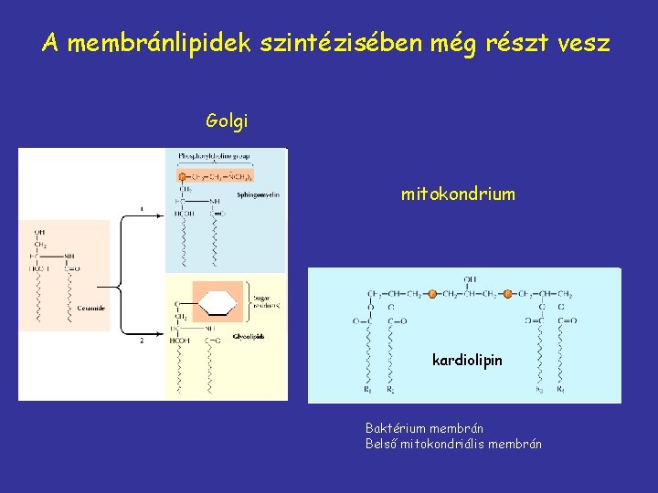 A membránlipidek szintézisében még részt vesz Golgi mitokondrium kardiolipin Baktérium membrán Belső mitokondriális membrán