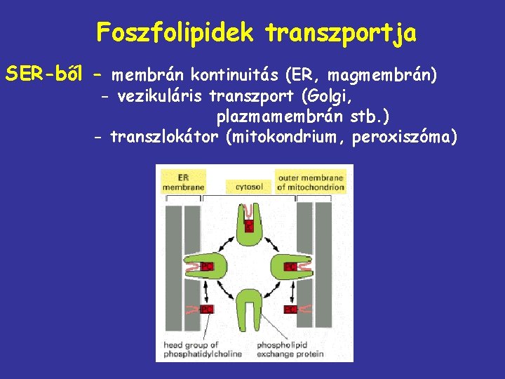 Foszfolipidek transzportja SER-ből - membrán kontinuitás (ER, magmembrán) - vezikuláris transzport (Golgi, plazmamembrán stb.