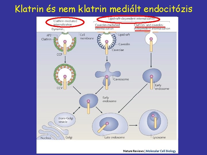 Klatrin és nem klatrin mediált endocitózis 