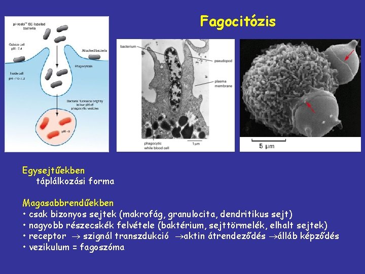 Fagocitózis Egysejtűekben táplálkozási forma Magasabbrendűekben • csak bizonyos sejtek (makrofág, granulocita, dendritikus sejt) •