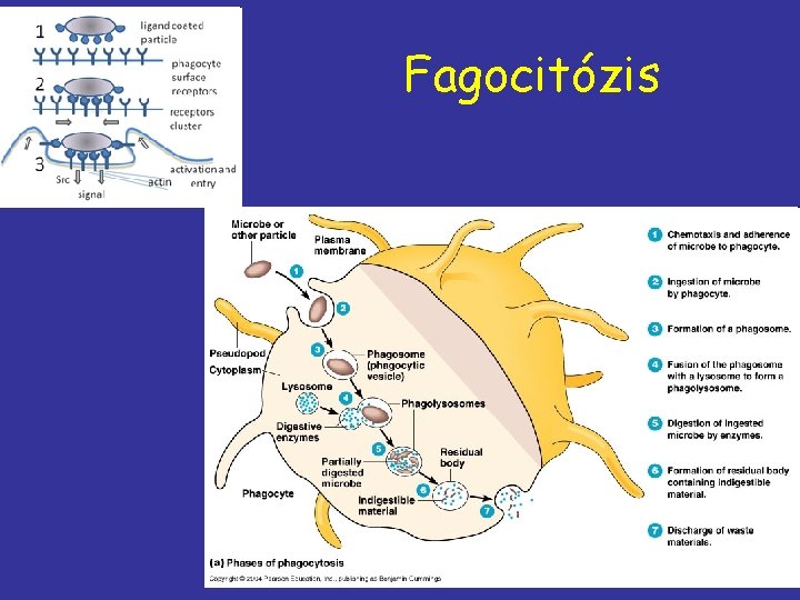 Fagocitózis 