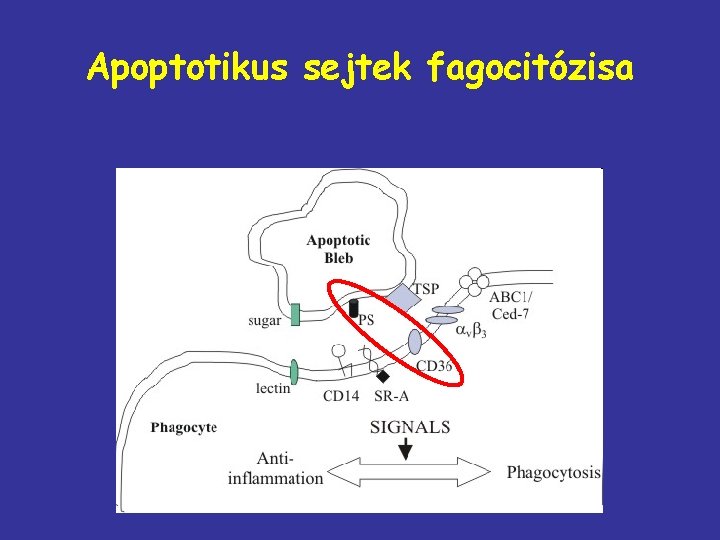 Apoptotikus sejtek fagocitózisa 