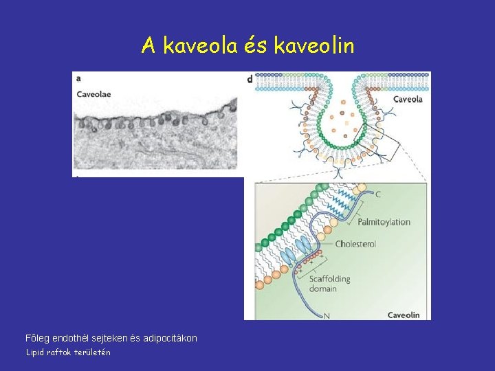 A kaveola és kaveolin Főleg endothél sejteken és adipocitákon Lipid raftok területén 