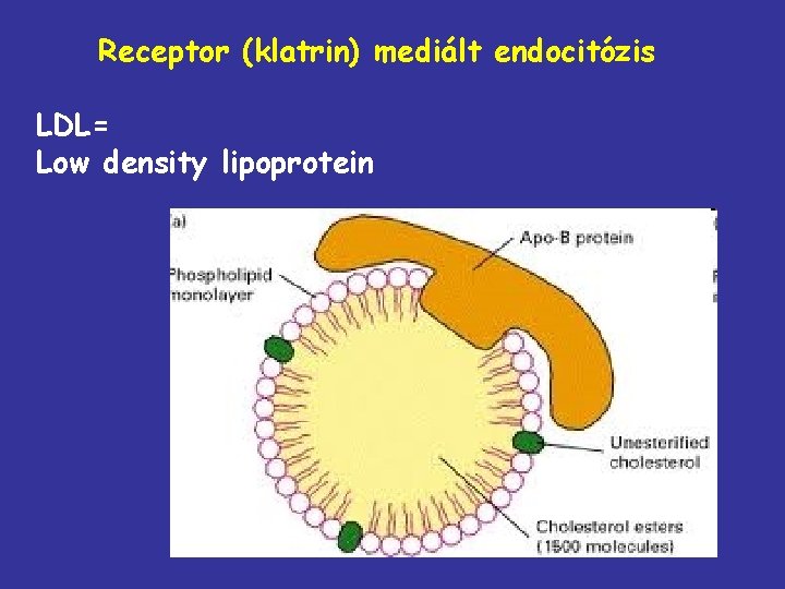 Receptor (klatrin) mediált endocitózis LDL= Low density lipoprotein 