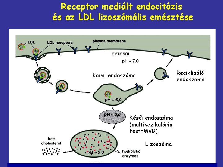 Receptor mediált endocitózis és az LDL lizoszómális emésztése p. H 7, 0 Reciklizáló endoszóma