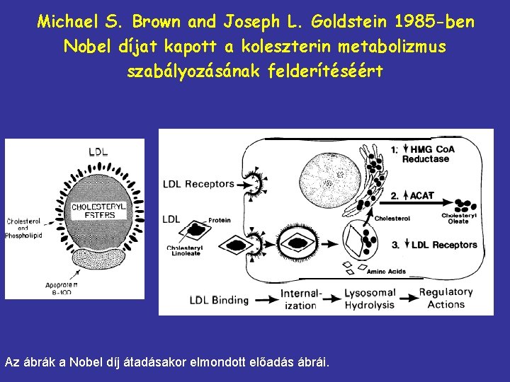 Michael S. Brown and Joseph L. Goldstein 1985 -ben Nobel díjat kapott a koleszterin