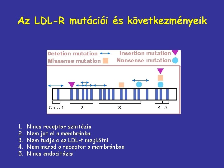 Az LDL-R mutációi és következményeik 1. 2. 3. 4. 5. Nincs receptor szintézis Nem